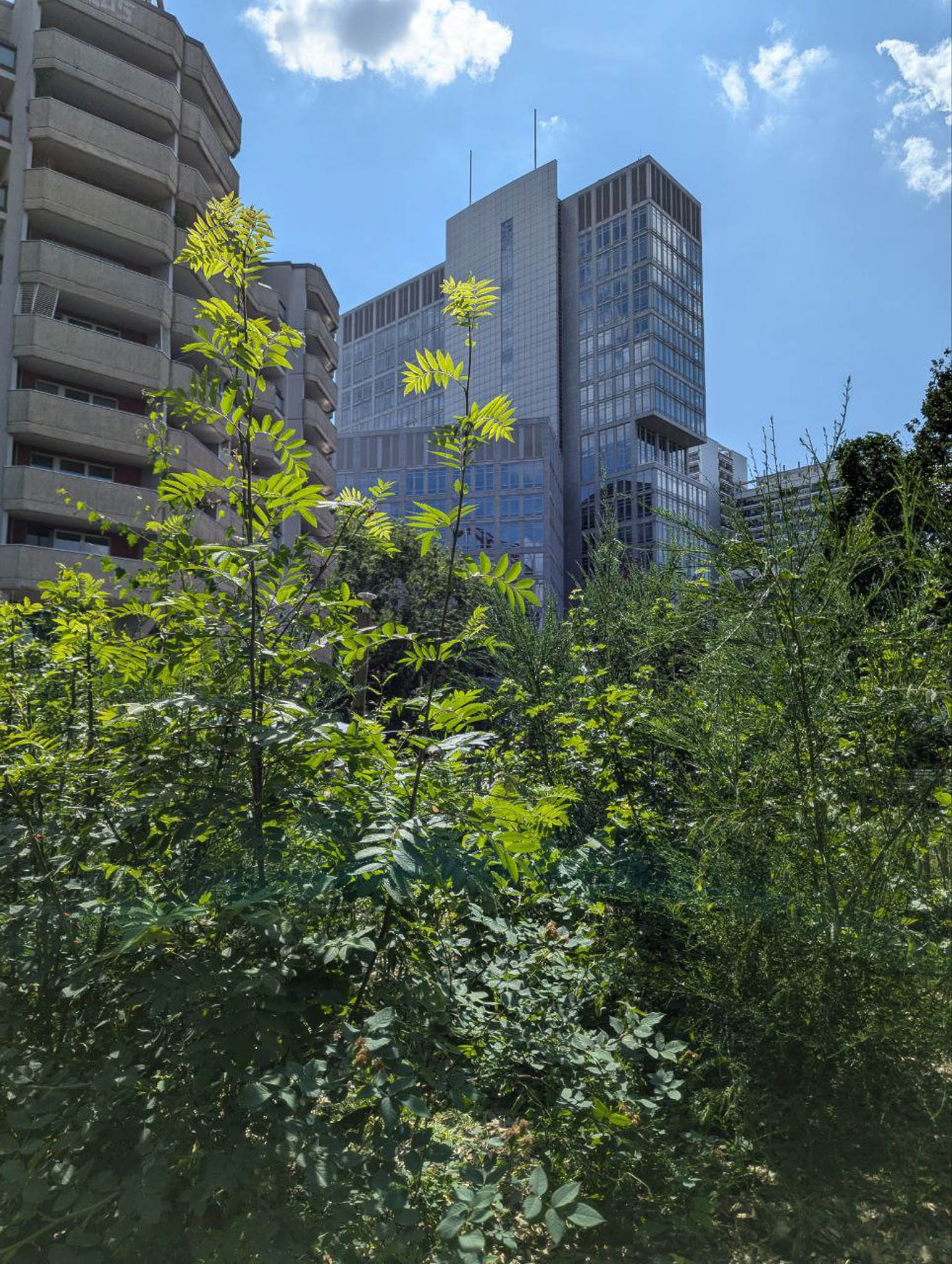 Einer der der untersuchten Tiny Forests in Berlin Mitte