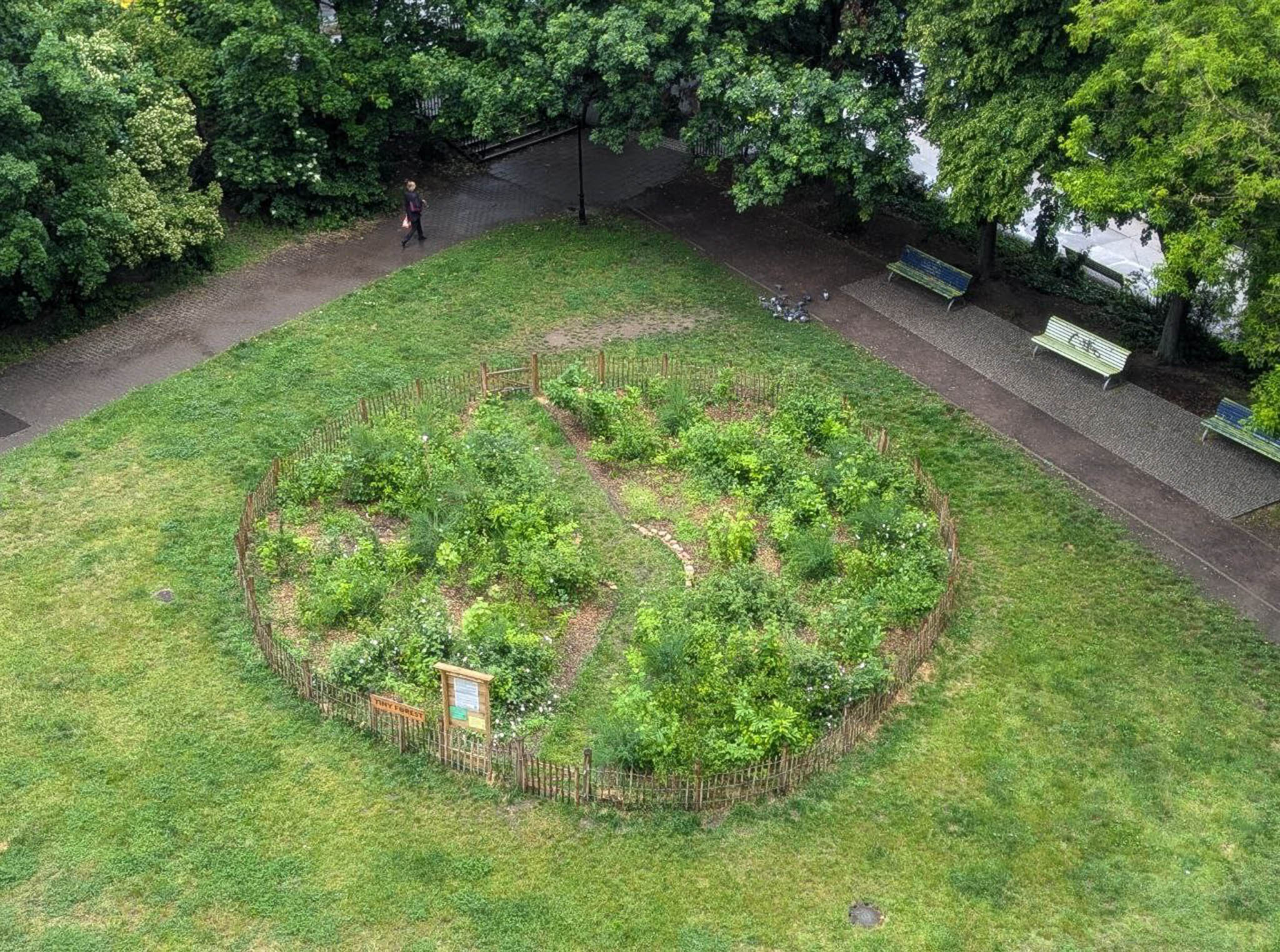 Einer der der untersuchten Tiny Forests in Berlin Mitte_Luftbild